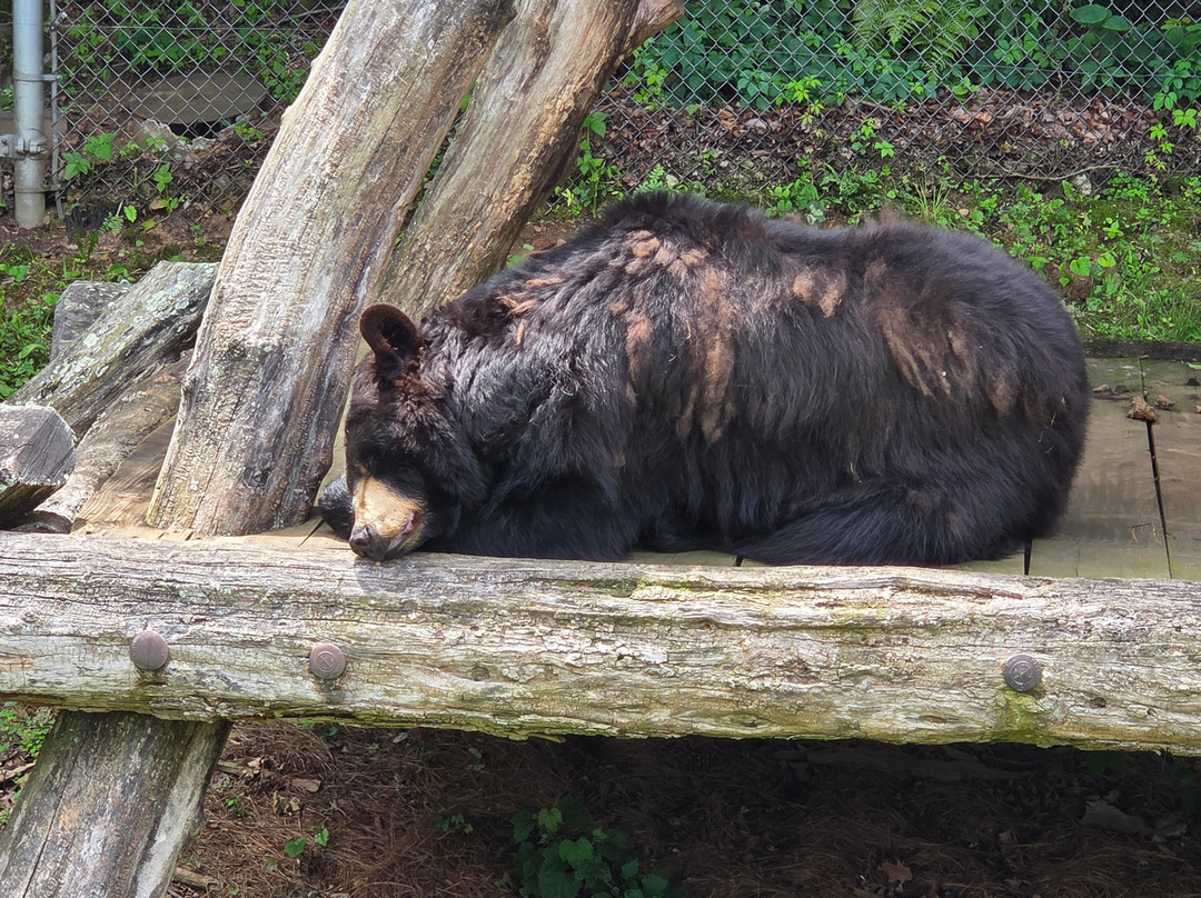 Western North Carolina Nature Center-阿什维尔必去景点