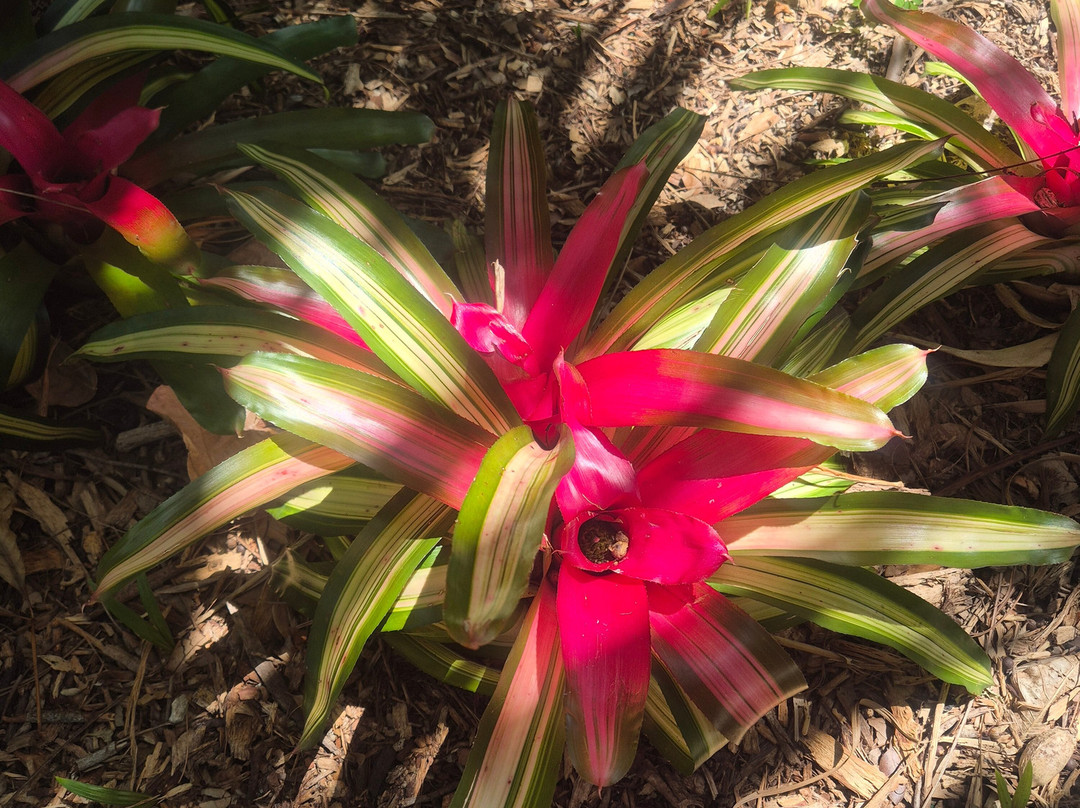 Fairchild Tropical Botanic Garden-科勒尔盖布尔斯必去景点