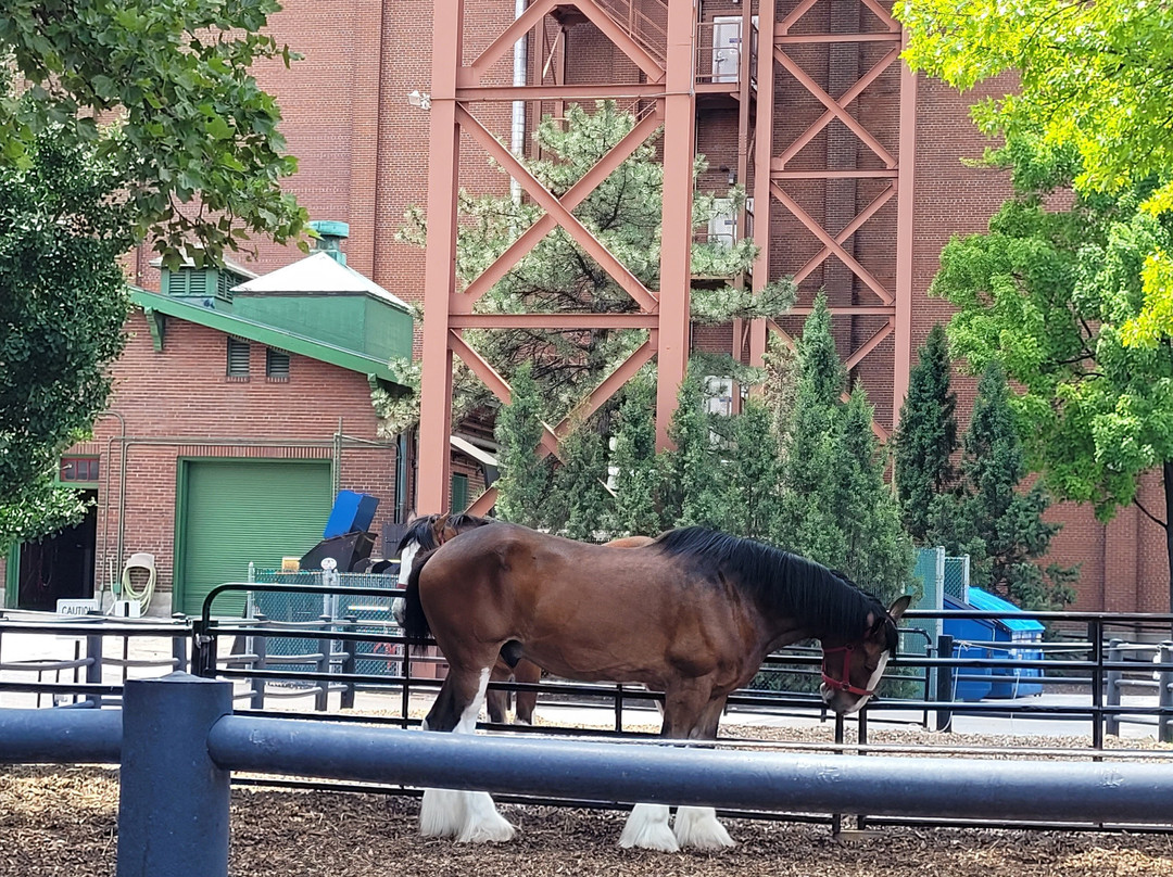 Budweiser Brewery Experience-圣路易斯必去景点