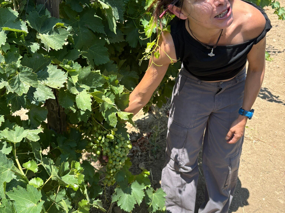 Wine Tasting Berritta-Dorgali必去景点