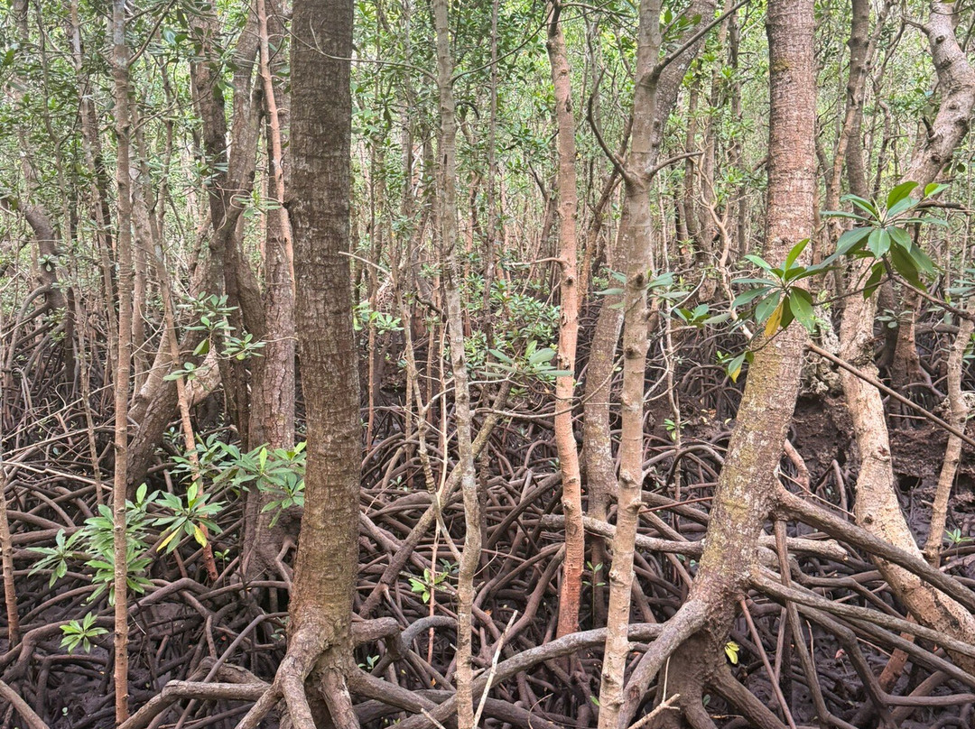 Jozani Chwaka Bay National Park-桑给巴尔岛必去景点