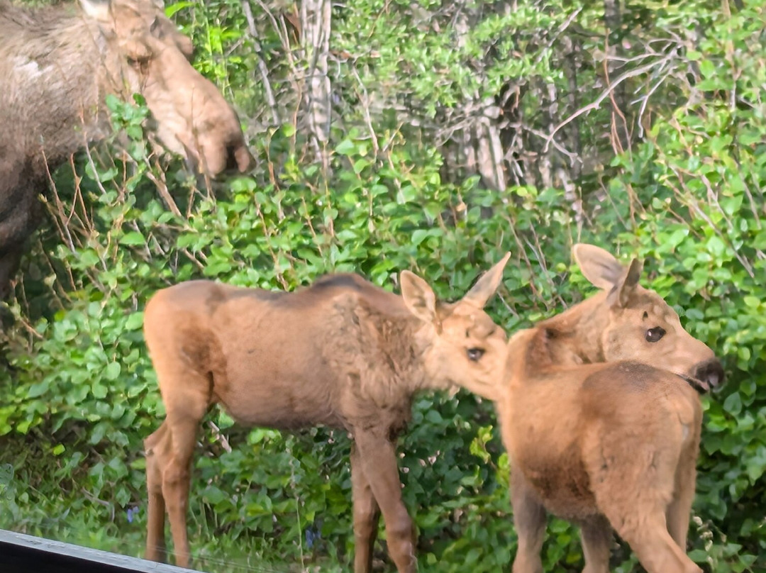 Tundra Wilderness Tour-Denali Park必去景点