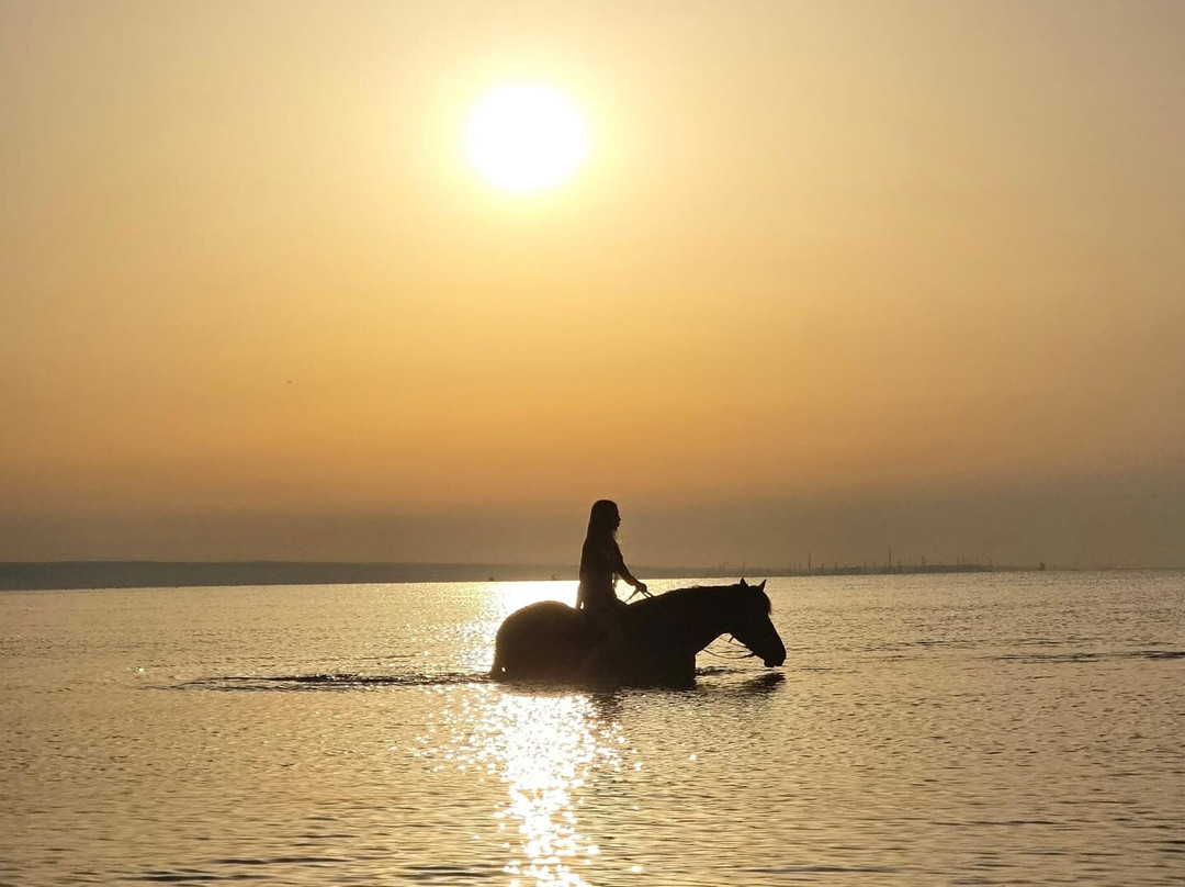 Family Horses 373-5361953-Marina di Ginosa必去景点