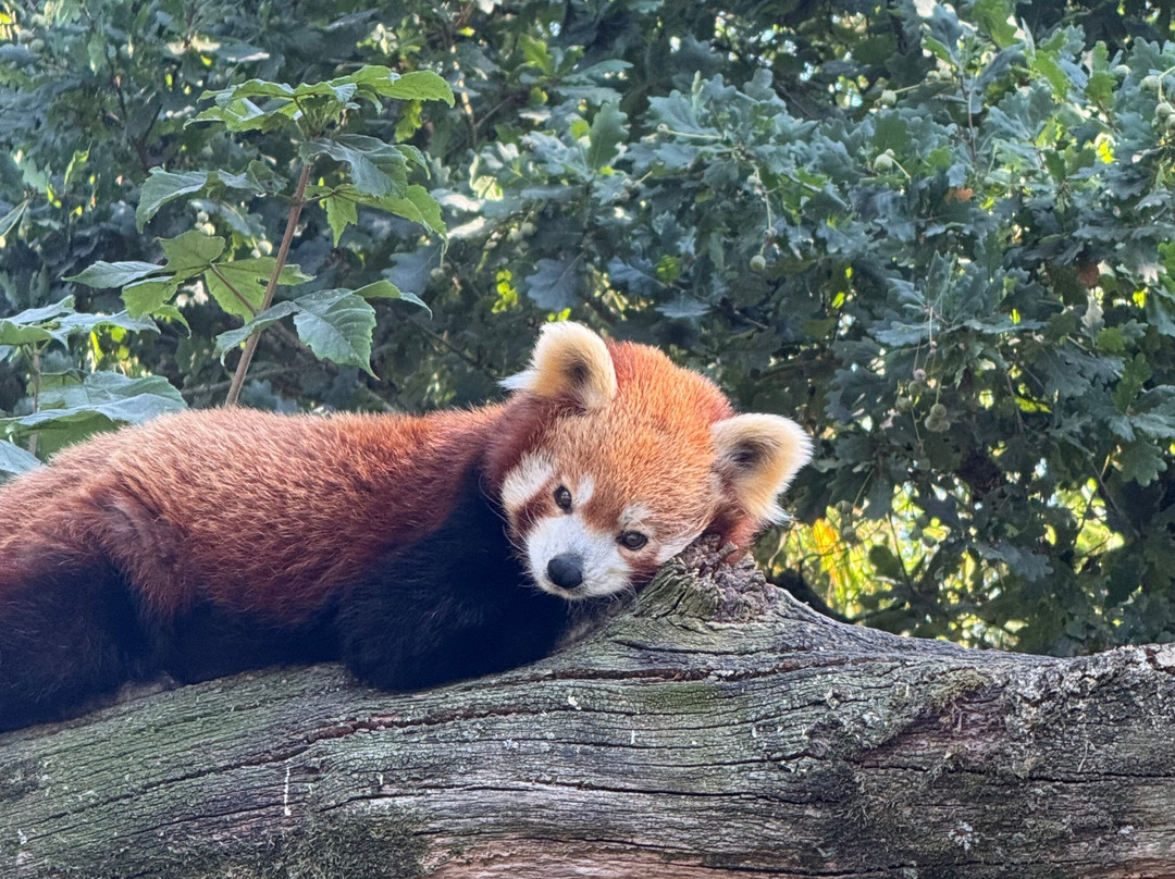 Parc Animalier et Botanique de Branféré-Le Guerno必去景点