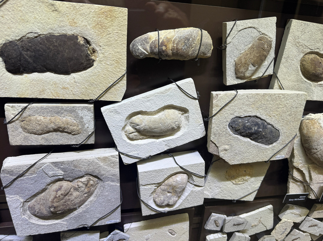 Fossil Butte National Monument-Kemmerer必去景点