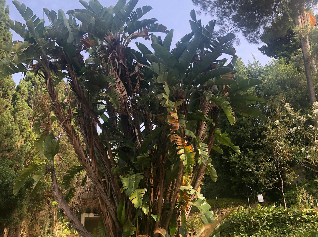Jardí Botànic Marimurtra-布拉内斯必去景点