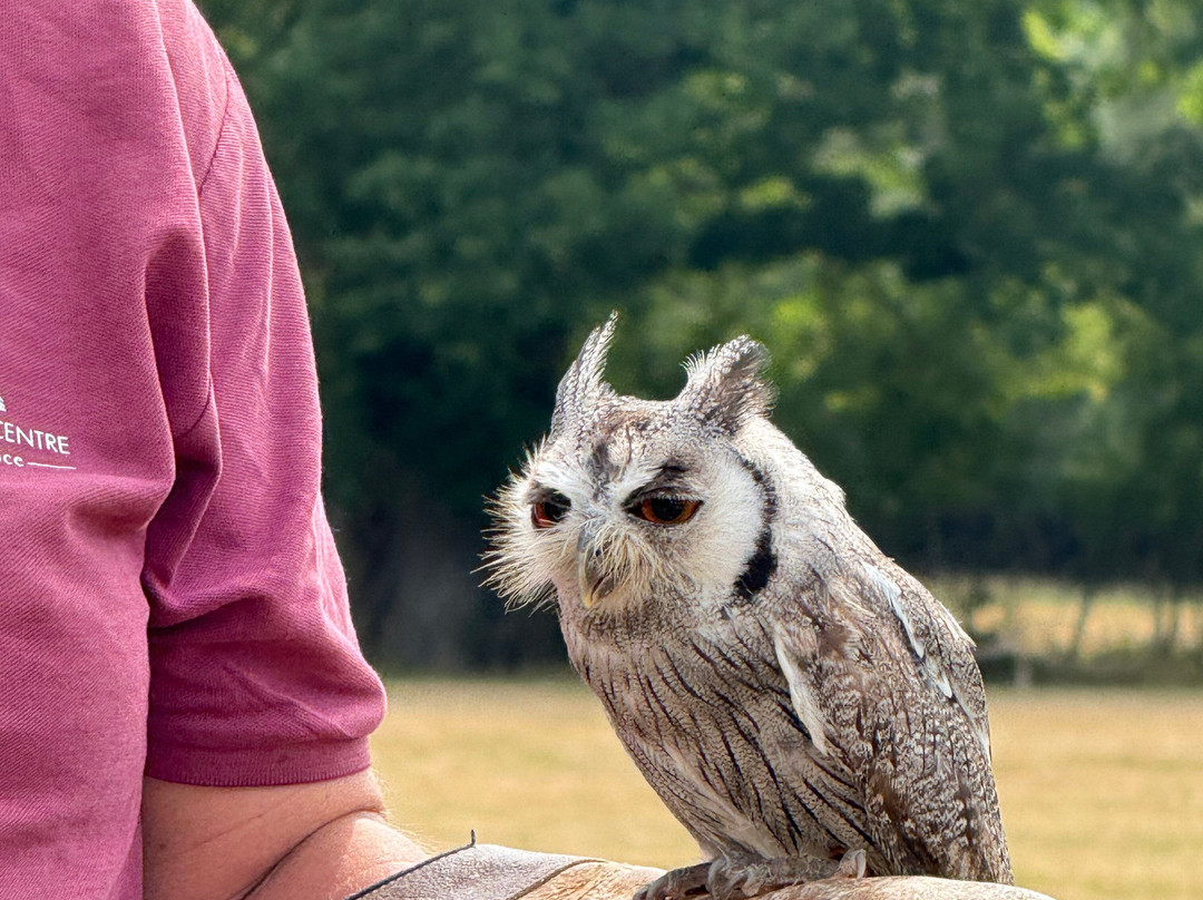 UK Owl And Raptor Centre-Groombridge必去景点