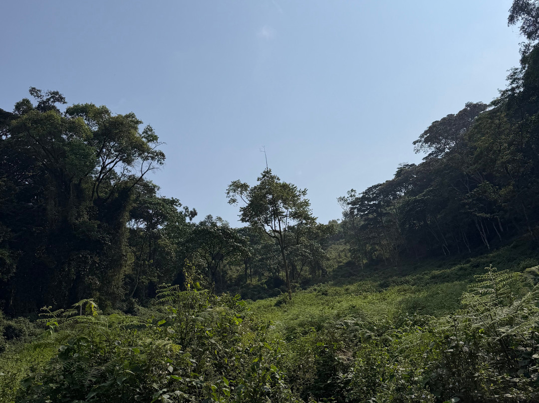Bwindi Impenetrable Forest-Western Region必去景点