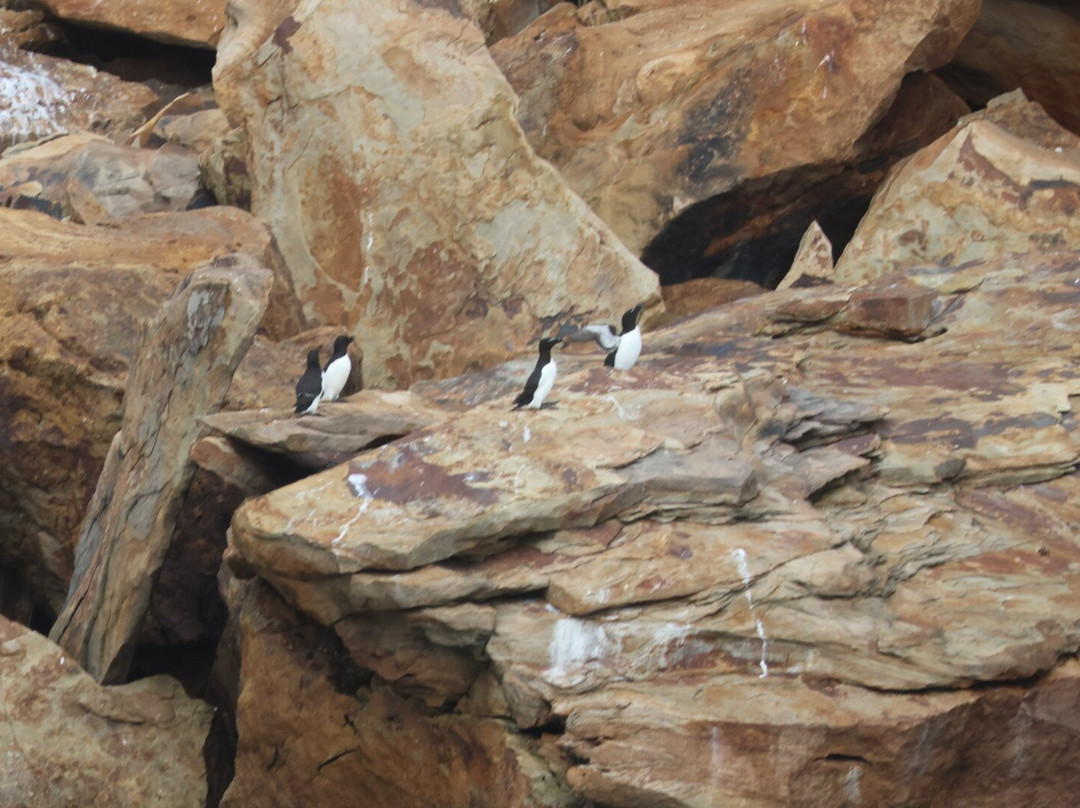 Bird Island Boat Tour-Big Bras d'Or必去景点