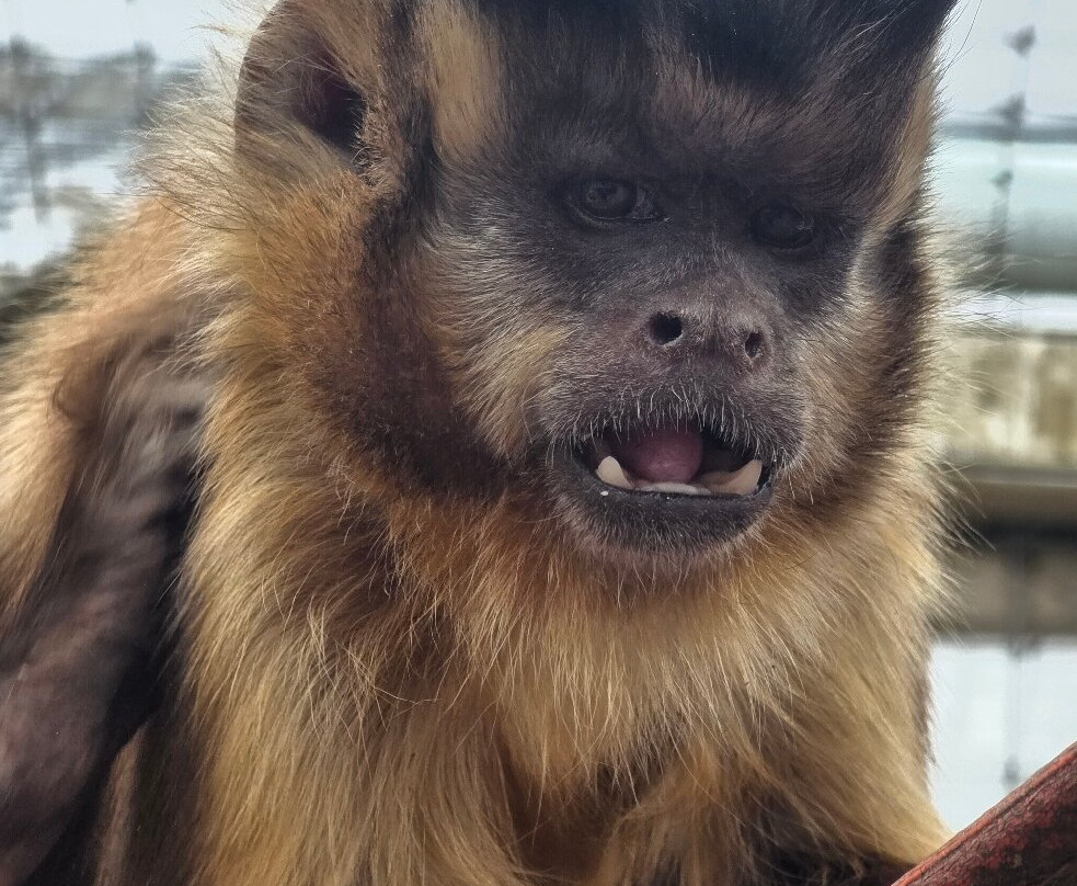 Wales Ape and Monkey Sanctuary-Abercraf必去景点