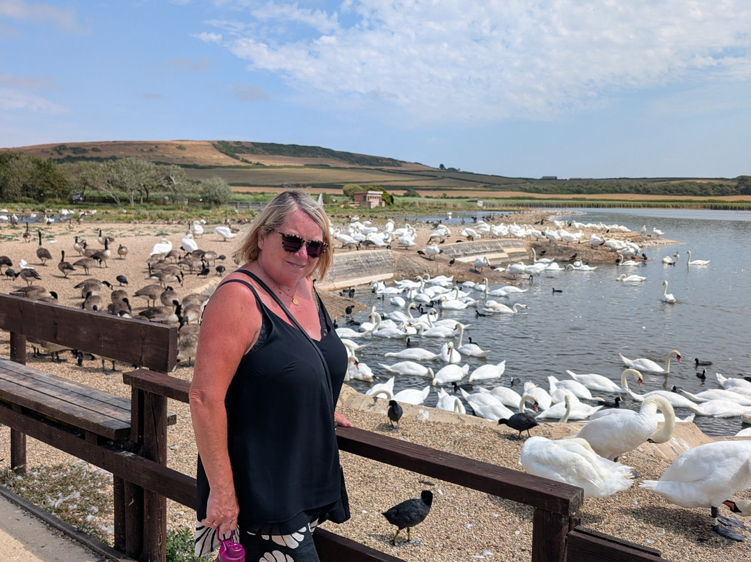 Abbotsbury Swannery-Abbotsbury必去景点