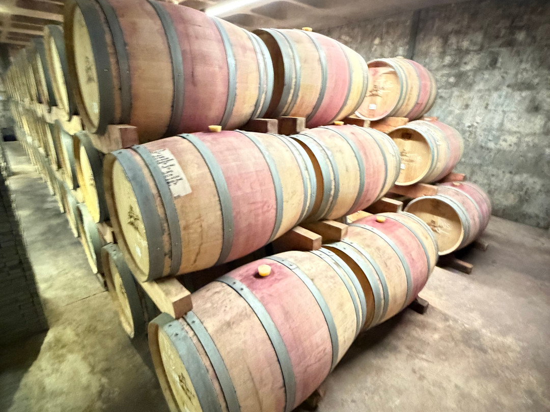 Kanonkop Wine Estate-斯泰伦博斯必去景点