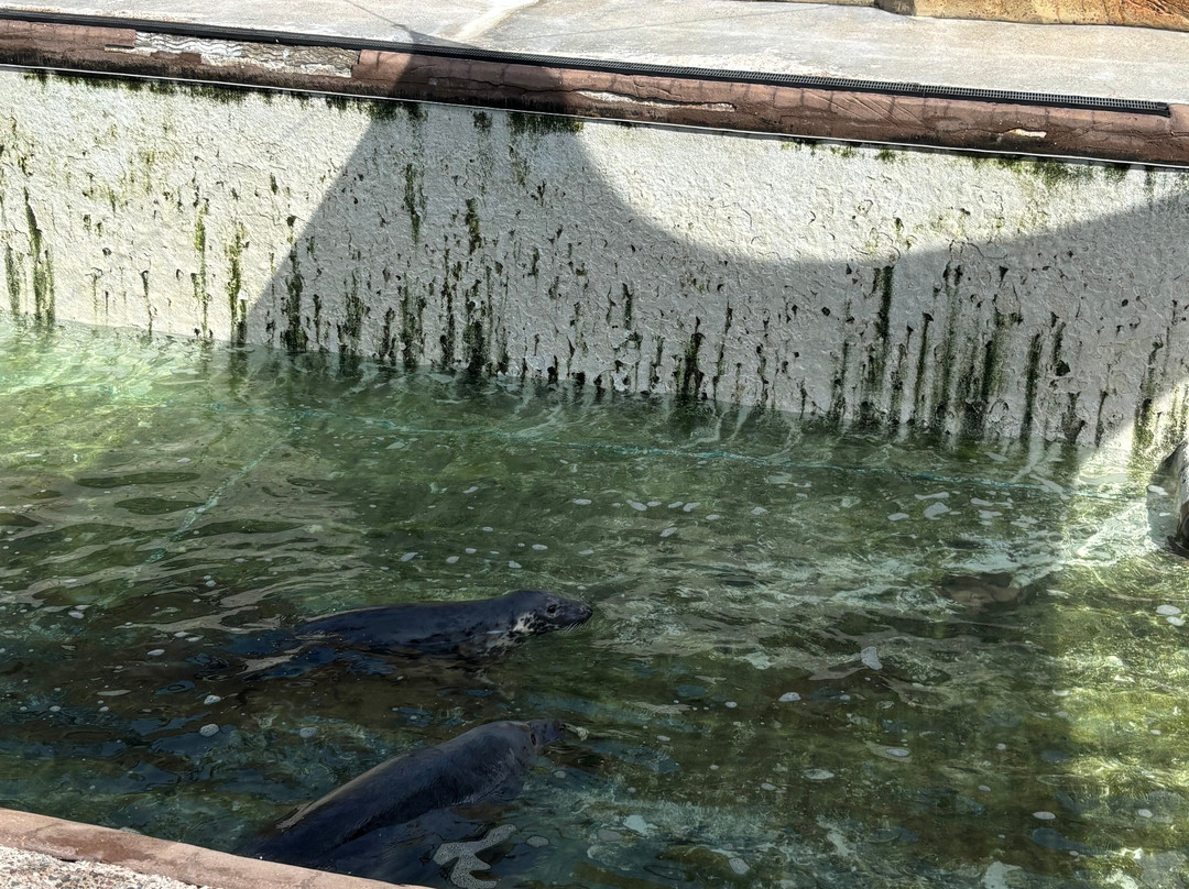 Cornish Seal Sanctuary-Gweek必去景点