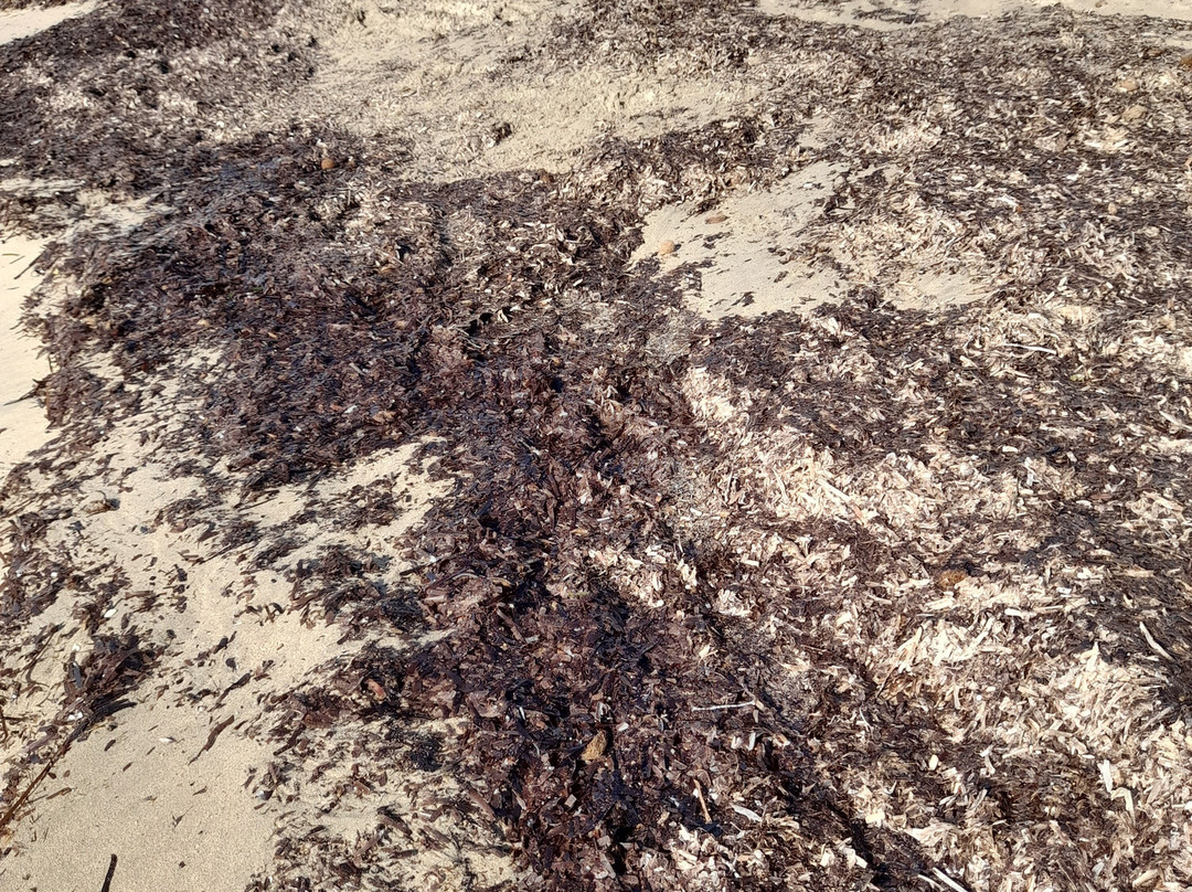 Spiaggia di Nora-普拉必去景点