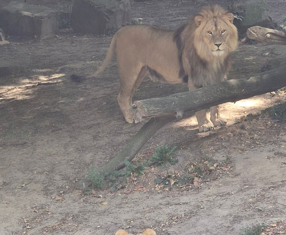 Zoo Antwerpen (dierentuin)-安特卫普必去景点