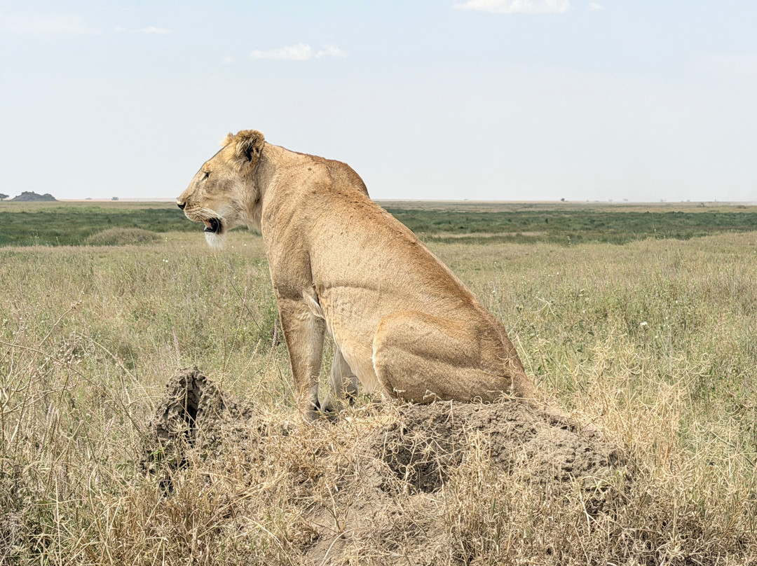 Unlimited Expeditions - The Soul Of Tanzania-阿鲁沙必去景点