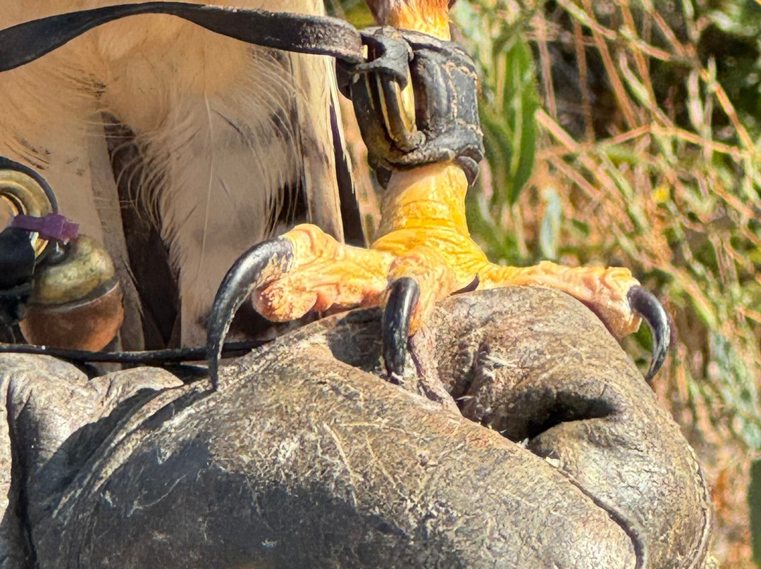Lavenham Falconry-Monks Eleigh必去景点