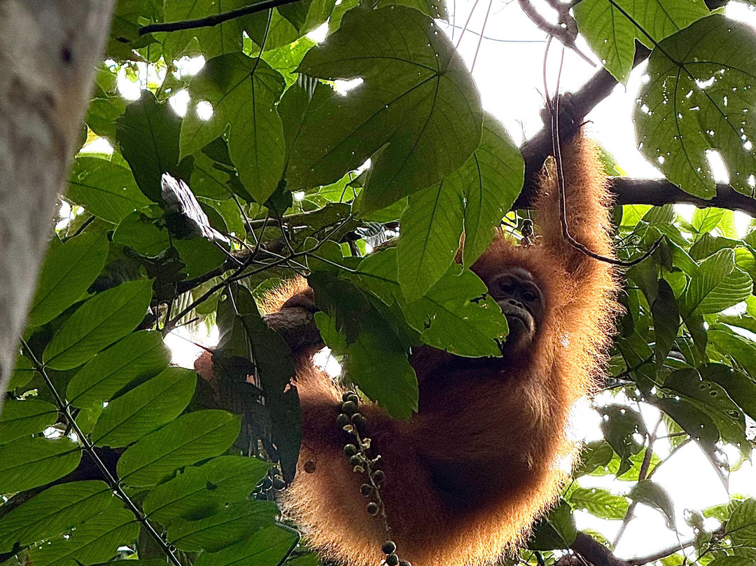 Sumatra Orangutan Explore-武吉拉旺必去景点