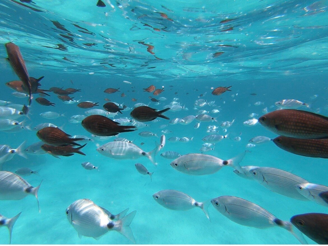 Discovery Diving Sardegna-Puntaldia必去景点