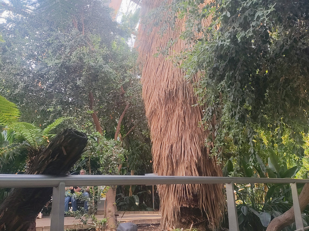 谢菲尔德冬季花园-谢菲尔德必去景点