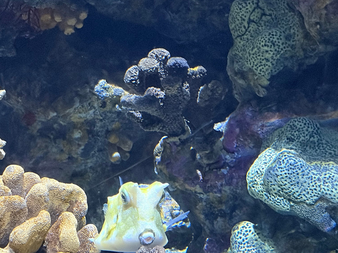 巴尔的摩国家水族馆-巴尔的摩必去景点
