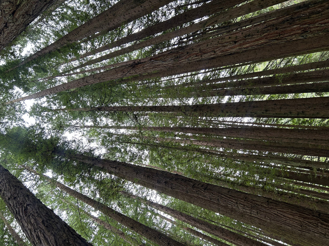 The Redwoods-Beech Forest必去景点