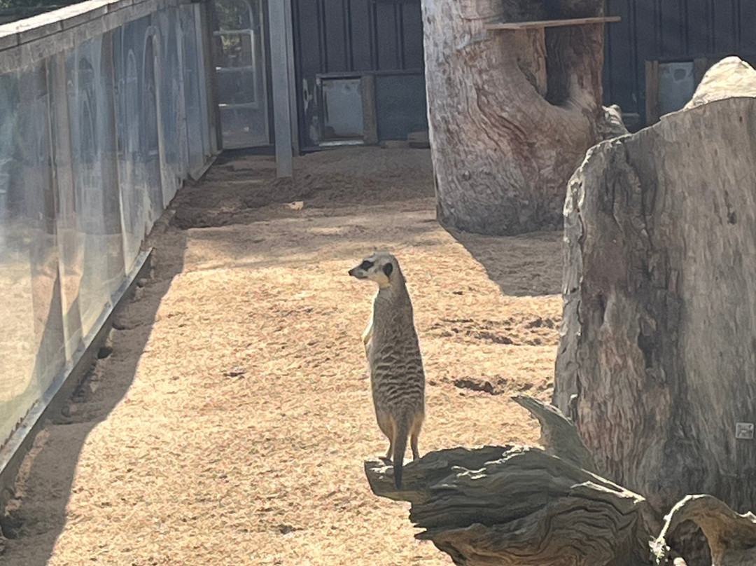 Sydney Zoo-布莱克敦必去景点