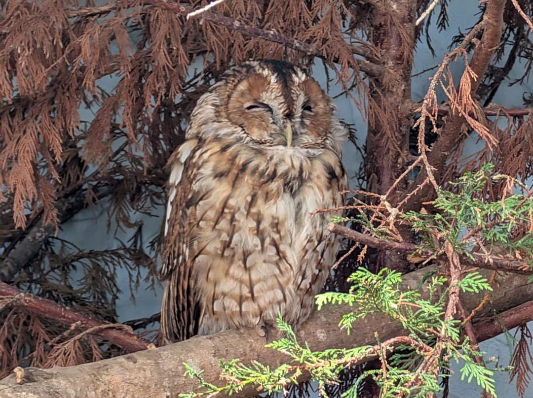 British Wildlife Centre-Lingfield必去景点