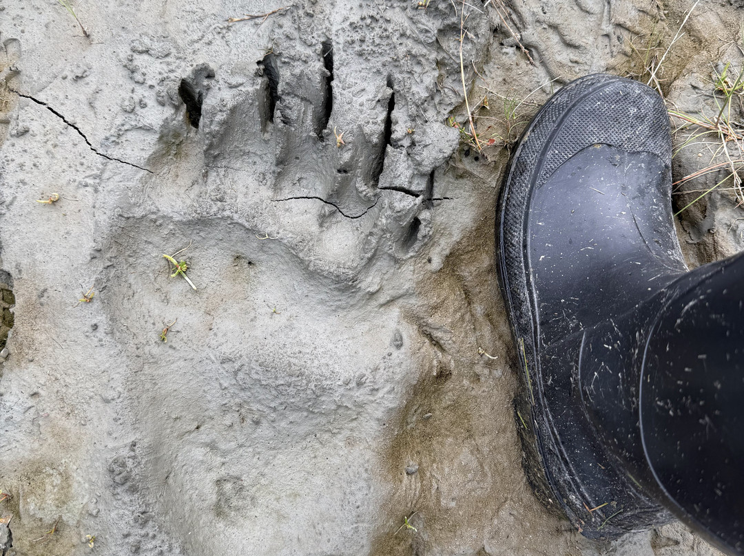 Glacier Bay's Bear Track Inn主图