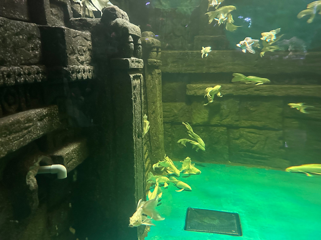 Aquarium Paradise