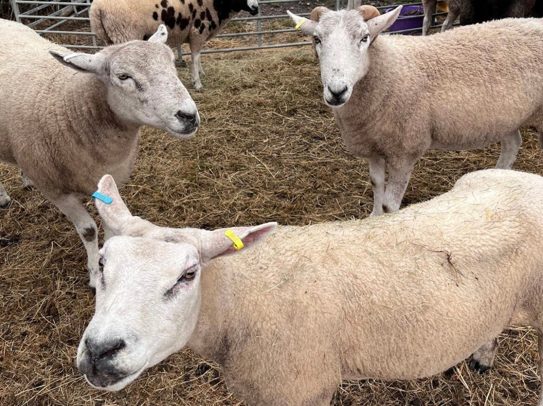 Somerset Sheep Trekking-Pitminster必去景点
