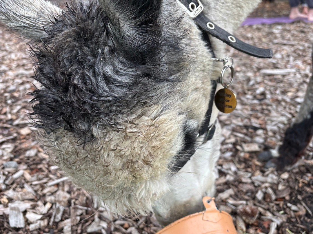 Wetley Moor Alpacas-特伦特河畔斯托克必去景点