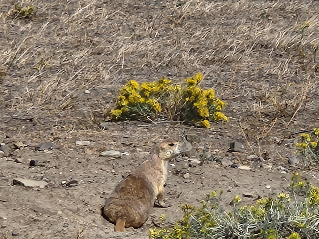 Greycliff Prairie Dog Town State Park-Greycliff必去景点