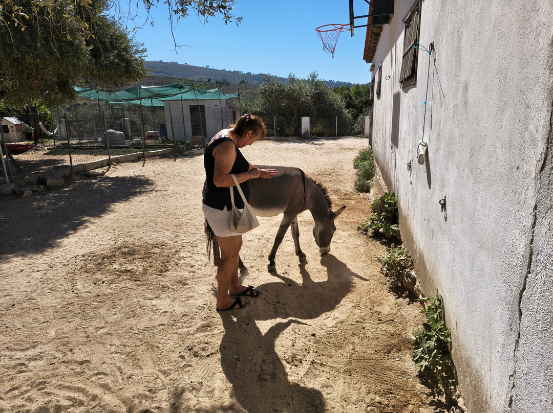 Thassos Donkeys-Skála Potamiás必去景点
