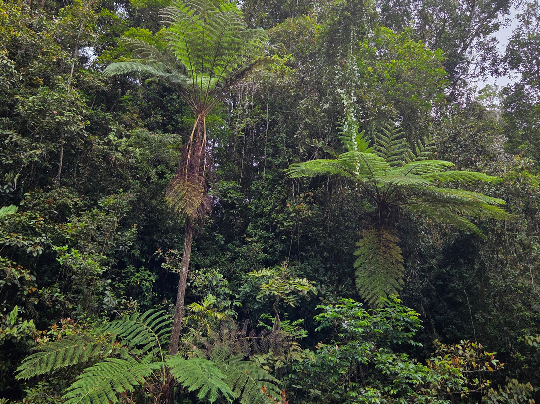 Millaa Millaa Falls-Millaa Millaa必去景点