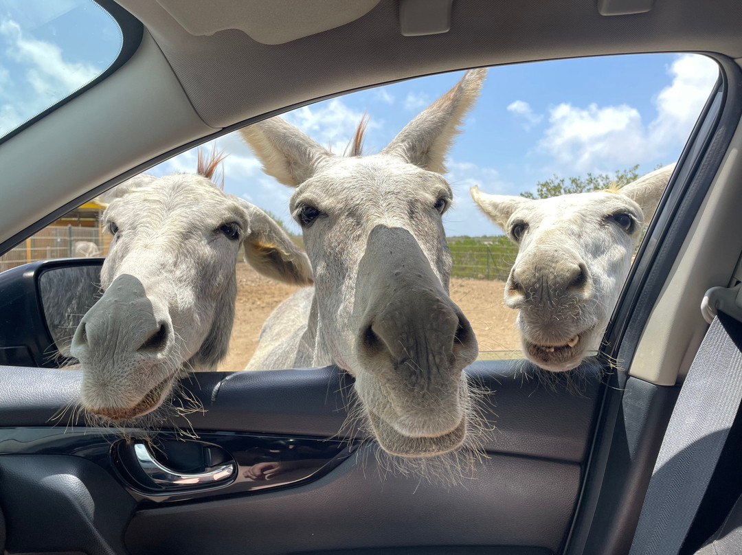 Donkey Sanctuary Bonaire-博奈尔岛必去景点