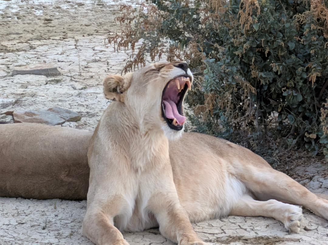 Inverdoorn Private Game Reserve-开普敦中心区必去景点