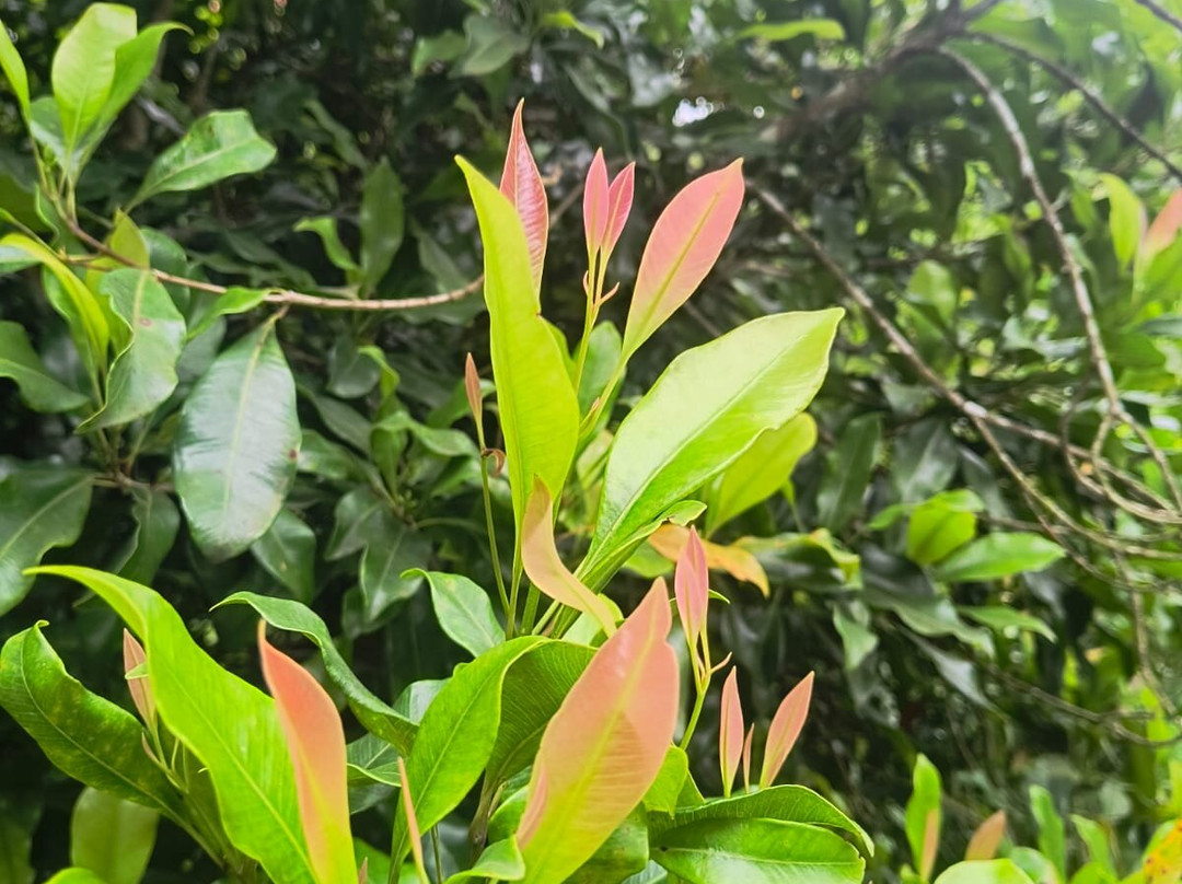 Amaana Plantation Resort主图