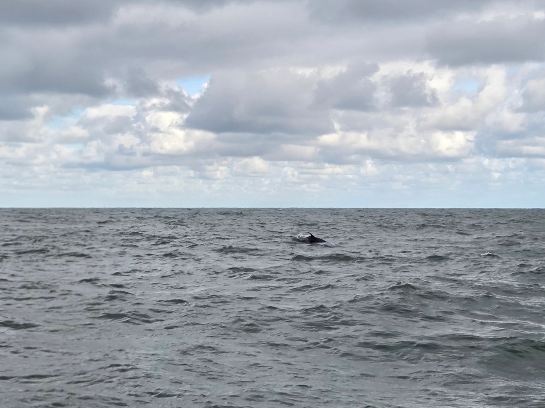 SeaMor Dolphin Watching Boat Trip-纽基必去景点