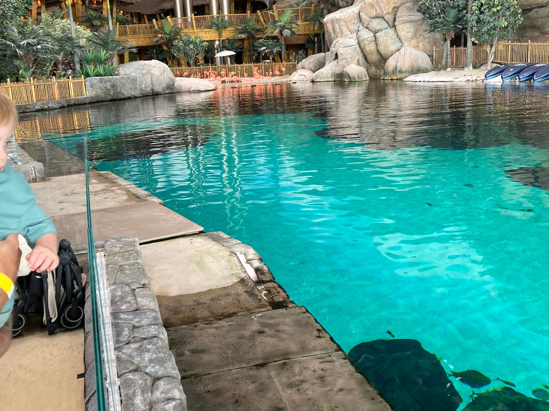 SeaWorld Yas Island Abu Dhabi-阿布扎比必去景点