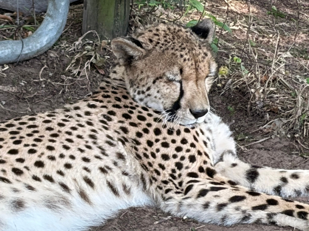 Zululand Cat Conservation Project-Hluhluwe Game Reserve必去景点