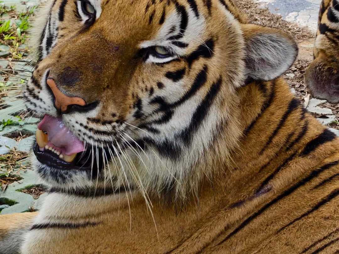 Tiger PARK Phuket-查龙必去景点