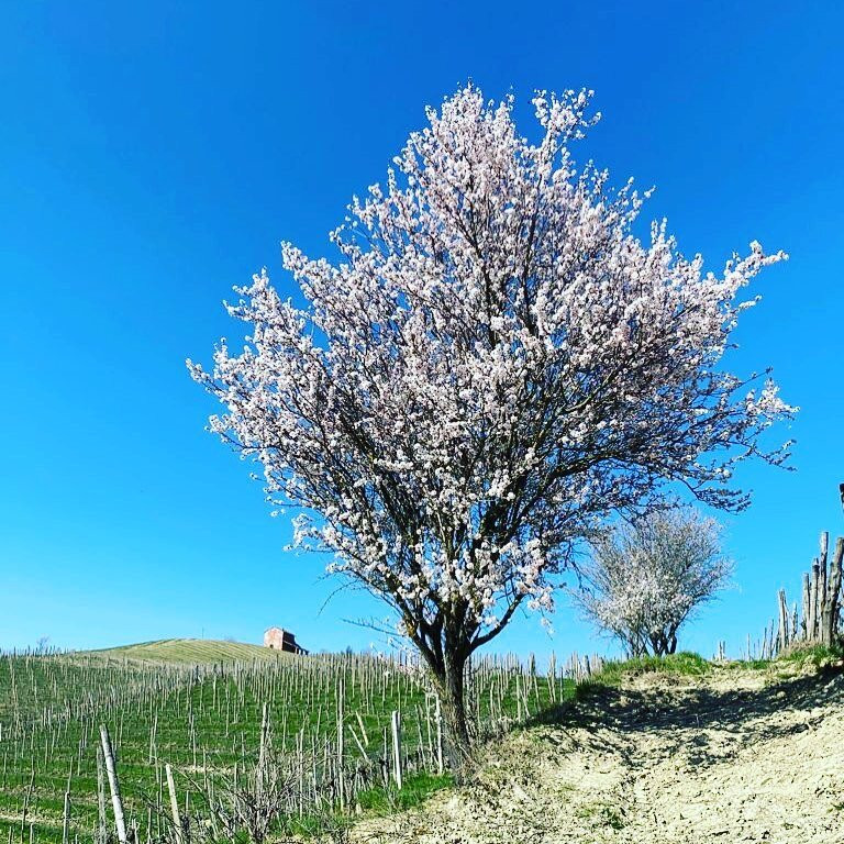 Castelnuovo Bormida旅游攻略图片