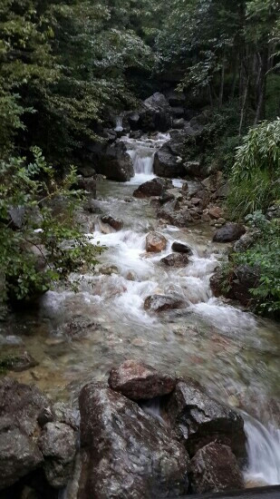 箬寮原始林区景点图片