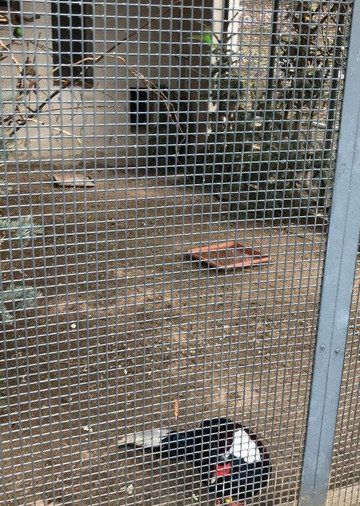 Animal enclosure at the Schwanenteich-米特韦达必去景点