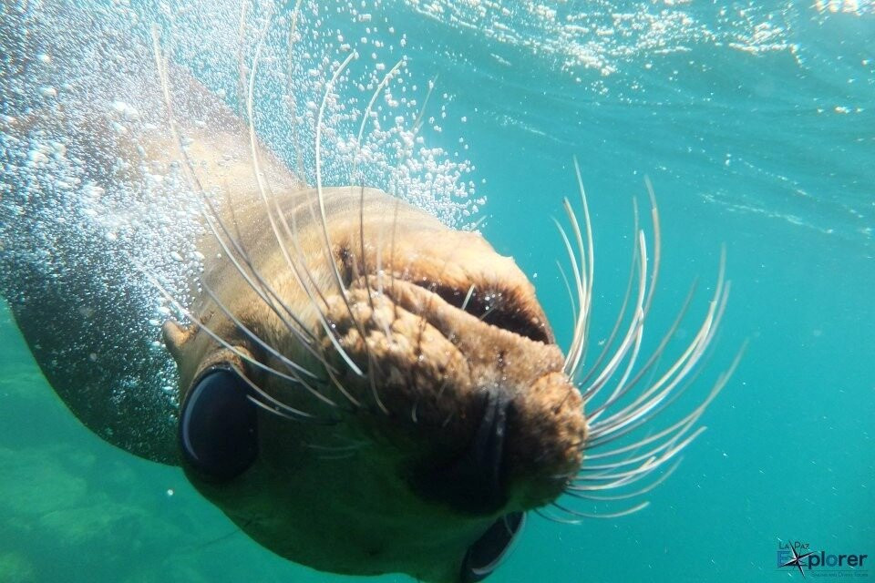 La Paz Explorer-拉巴斯必去景点