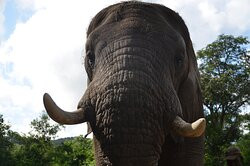 The Elephant Sanctuary-雾观必去景点