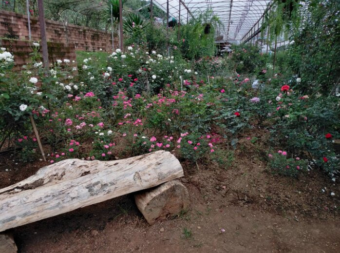 Houy Pak Pai Rose Garden-万磅必去景点