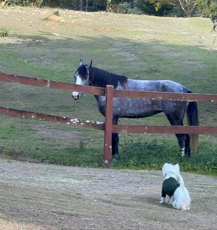 Rancho da Ferradura主图