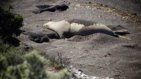 Punta Norte-Province of Chubut必去景点
